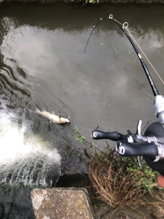 ニゴイの釣果