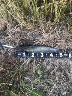 マナマズの釣果