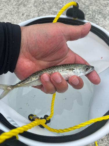 サバの釣果