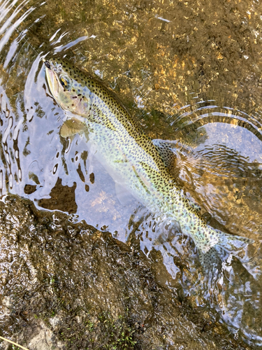 ニジマスの釣果