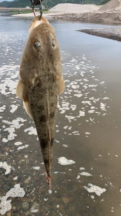 マゴチの釣果