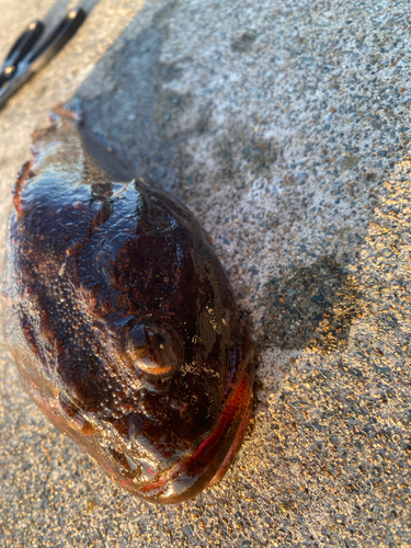 カジカの釣果