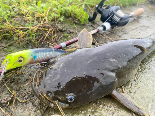 ナマズの釣果