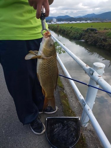 コイの釣果