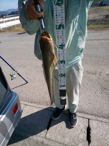 ナマズの釣果