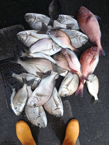 マダイの釣果