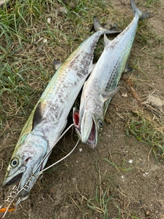 サゴシの釣果