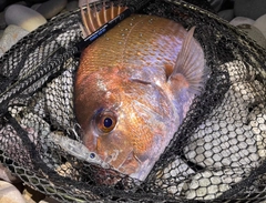 マダイの釣果