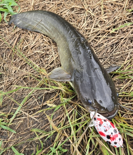 ナマズの釣果