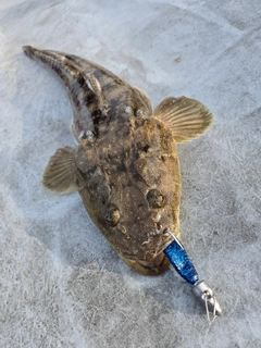 マゴチの釣果