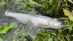 ハスの釣果