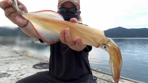 ケンサキイカの釣果