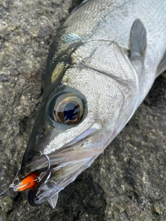 ヒラスズキの釣果