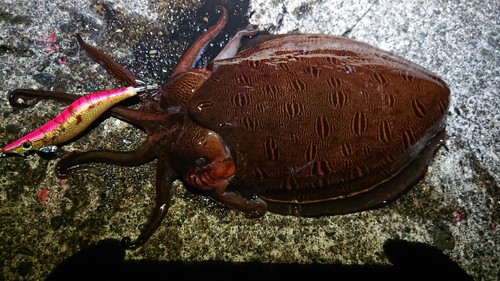 モンゴウイカの釣果