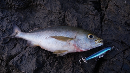 イサキの釣果