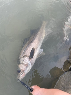 マルスズキの釣果