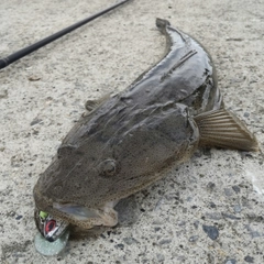 マゴチの釣果