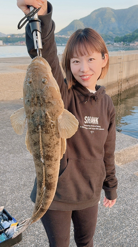 マゴチの釣果