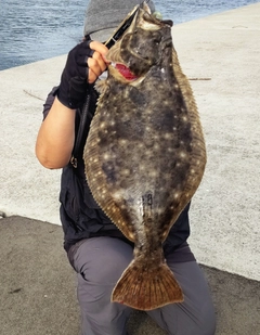 ヒラメの釣果