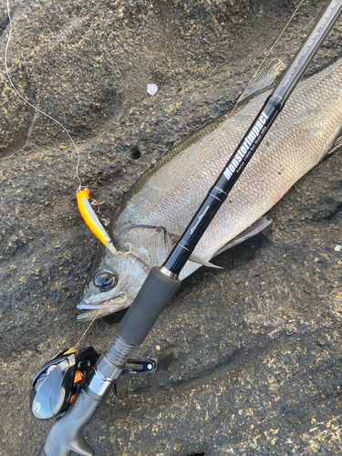 ヒラスズキの釣果