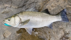 ヒラスズキの釣果