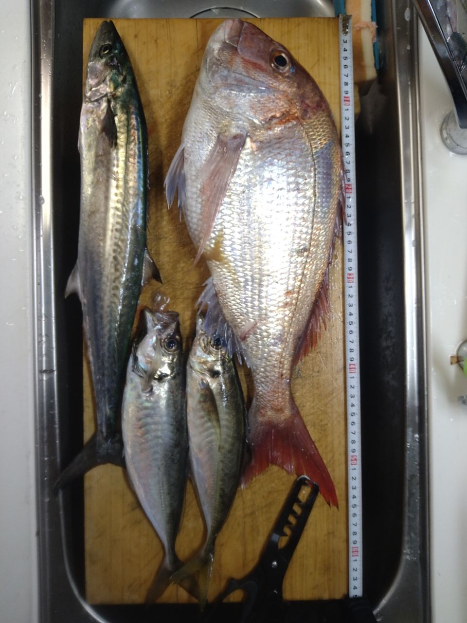 萬屋釣兵衛さんの釣果 2枚目の画像