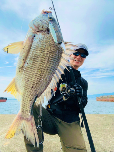 キビレの釣果