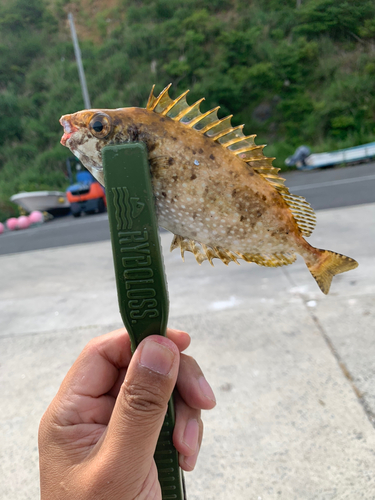 アイゴの釣果