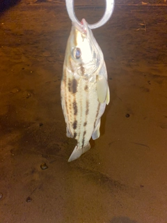 シマイサキの釣果