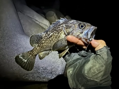 クロソイの釣果