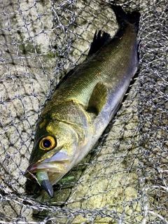 セイゴ（マルスズキ）の釣果