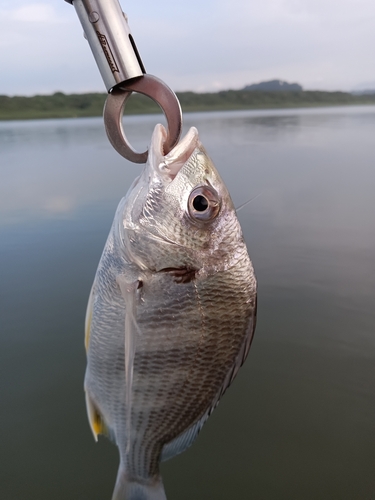 キビレの釣果