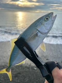 ワカナゴの釣果