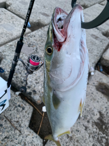 イナダの釣果