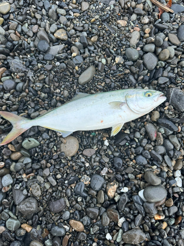 ワカシの釣果