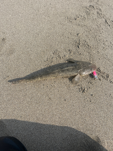 マゴチの釣果