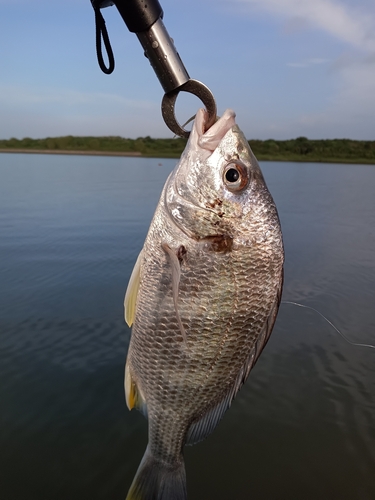 キビレの釣果