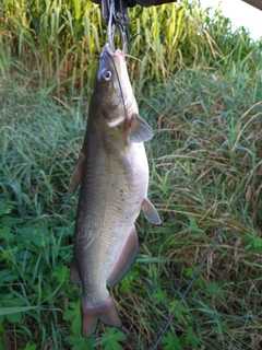 アメリカナマズの釣果