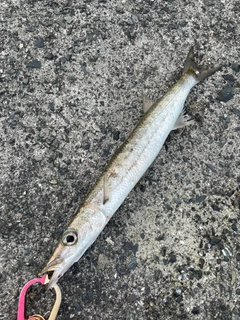 タイワンカマスの釣果