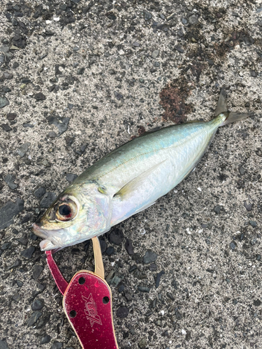 マアジの釣果