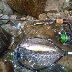 イワナの釣果