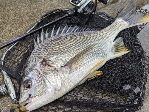 キビレの釣果