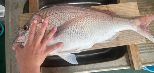 マダイの釣果