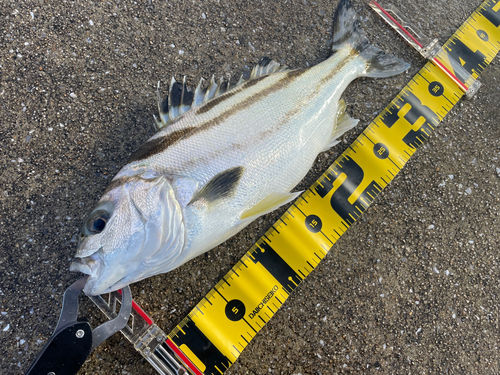 コトヒキの釣果