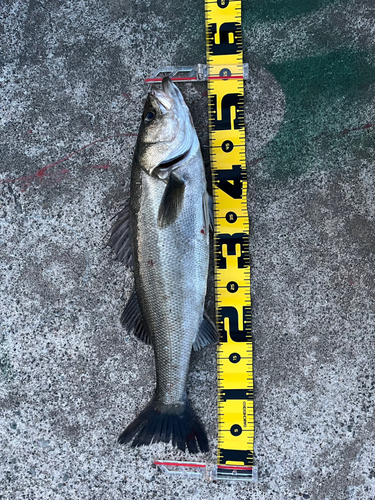 フッコ（マルスズキ）の釣果