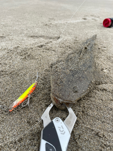 コチの釣果