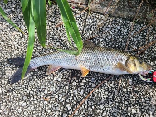 ニゴイの釣果