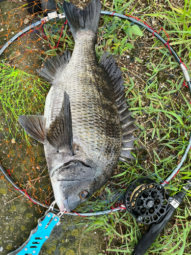 チヌの釣果