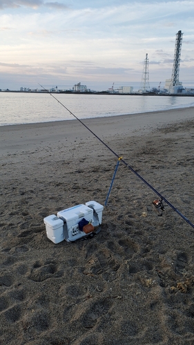 シロギスの釣果