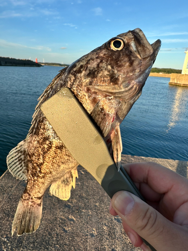 クロソイの釣果